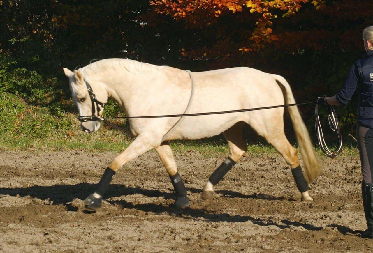 BUSSE Longierhilfe Cotton Hilfszügel BUSSE Longierhilfe Cotton Hilfszügel