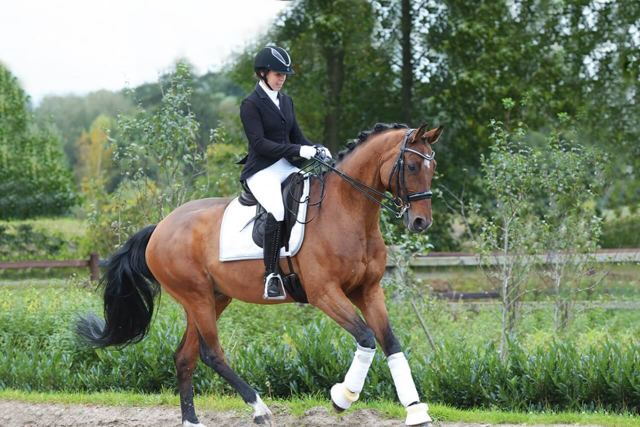 TitelbildBusseTrEr4h002yJy3