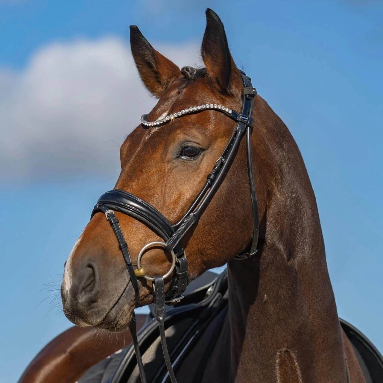 Passier Trense Harmony Trensenzaum Passier Trense Harmony Trensenzaum