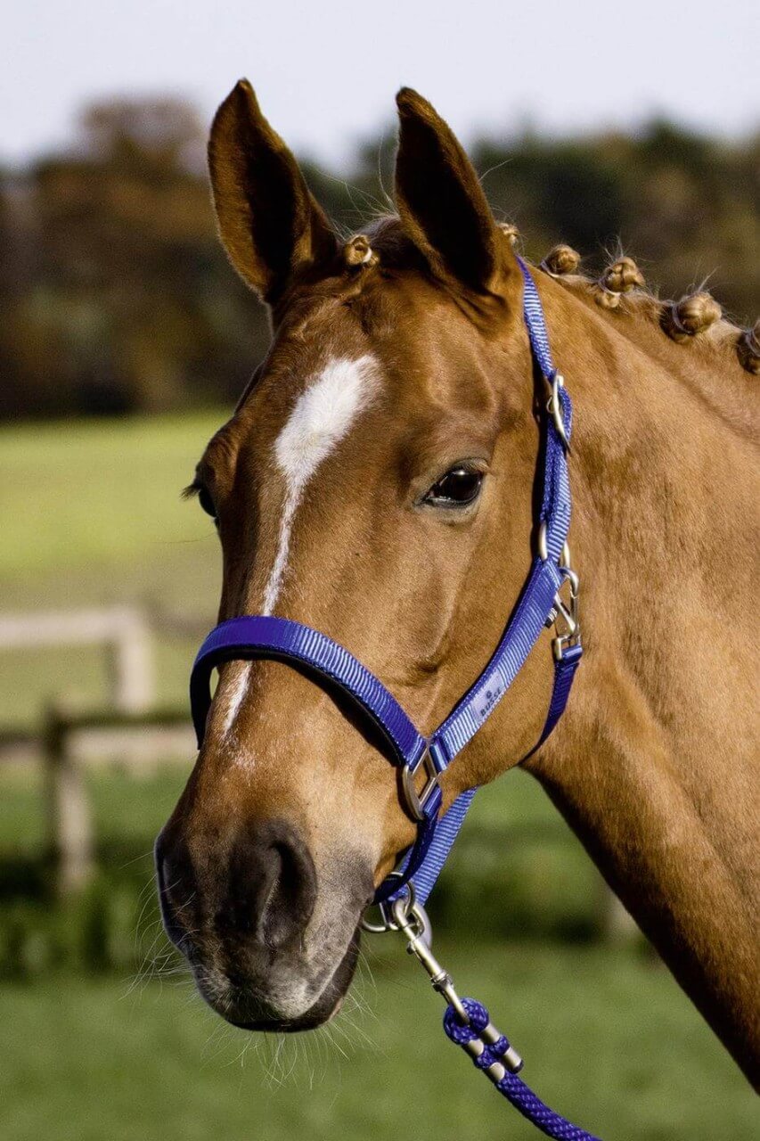 BUSSE Halfter Solid Soft Stallhalfter BUSSE Halfter Solid Soft Stallhalfter