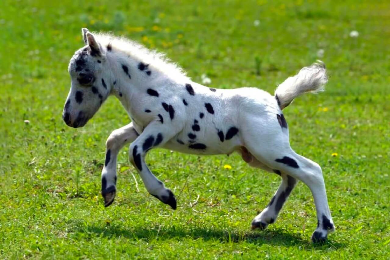 Titelbild-Fellabella