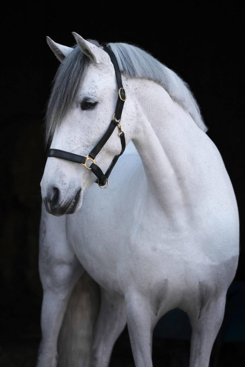 Covalliero Lederhalfter Eco Halfter Covalliero Lederhalfter Eco Halfter