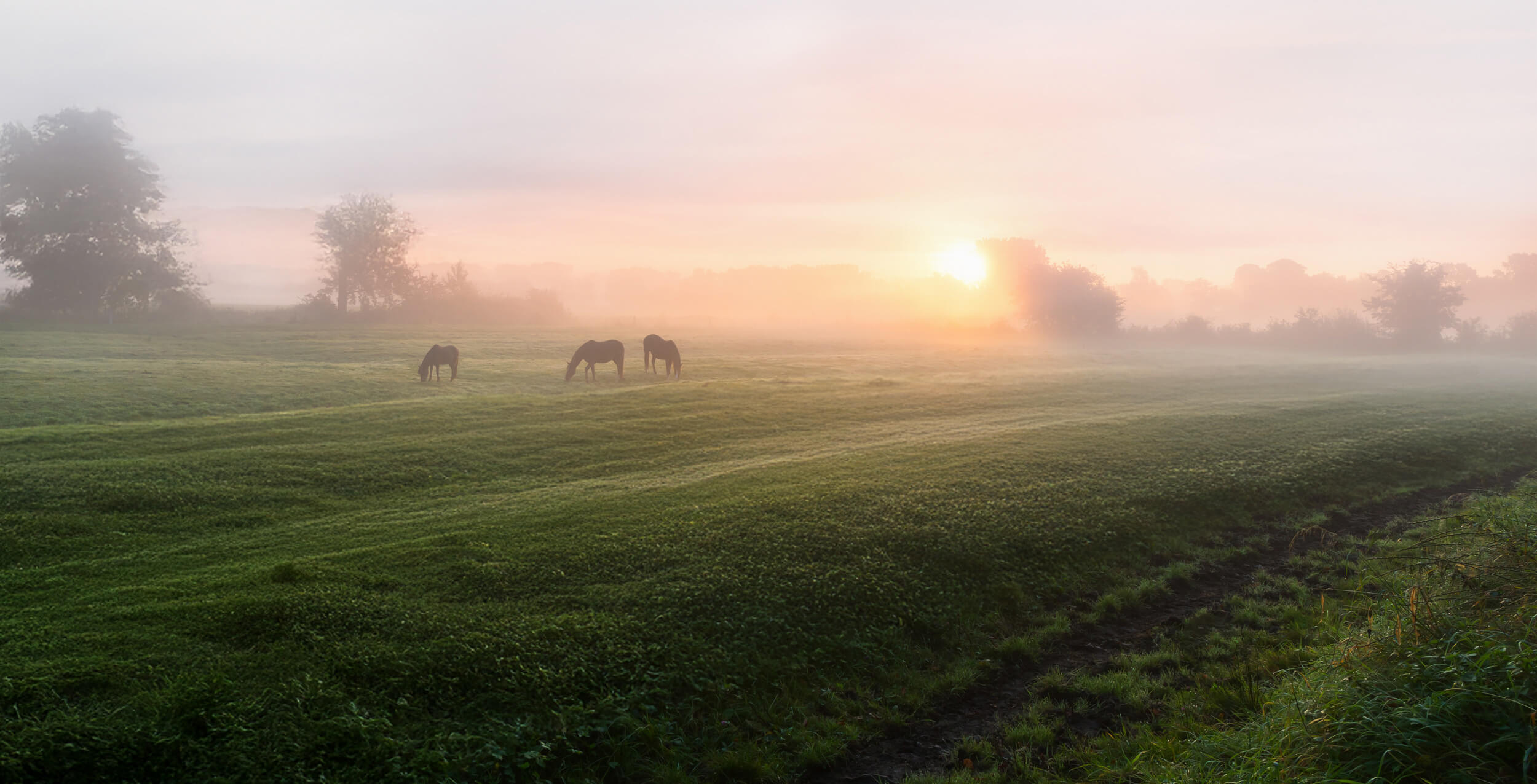 Pferde im morgentlichen Sonnenaufgang auf der Koppel